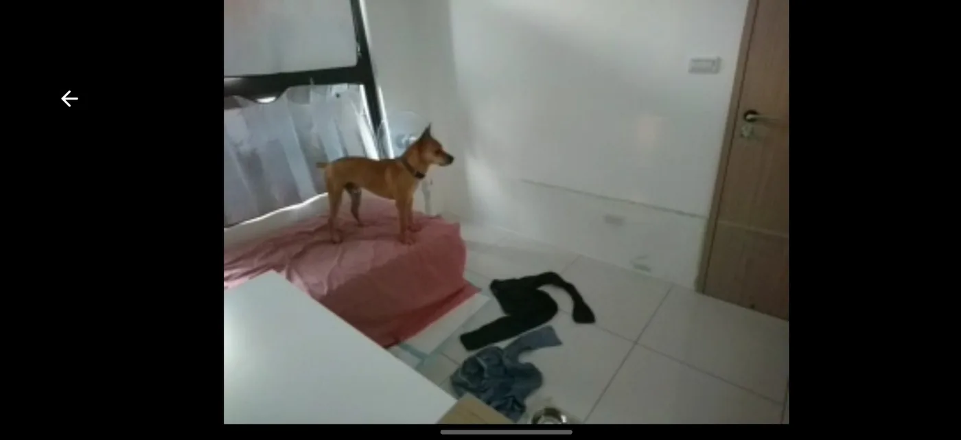 志強站上貴妃椅觀察房內與門口動靜