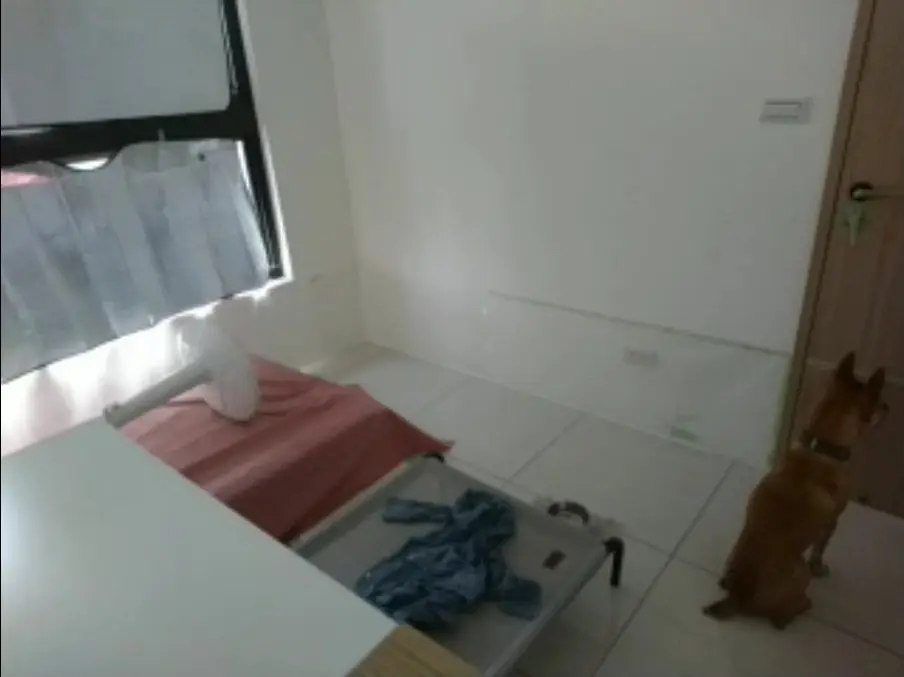 志強靠近房門坐下,耳朵豎起並朝向門口。