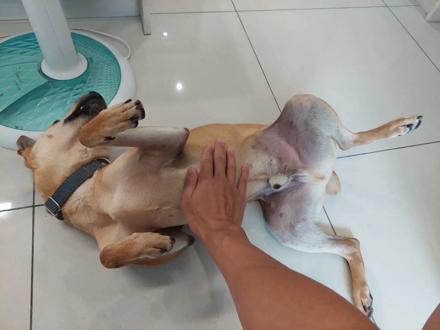 摸胸腹時，志強仰躺，前腳彎在胸前，後腿不對稱地攤開