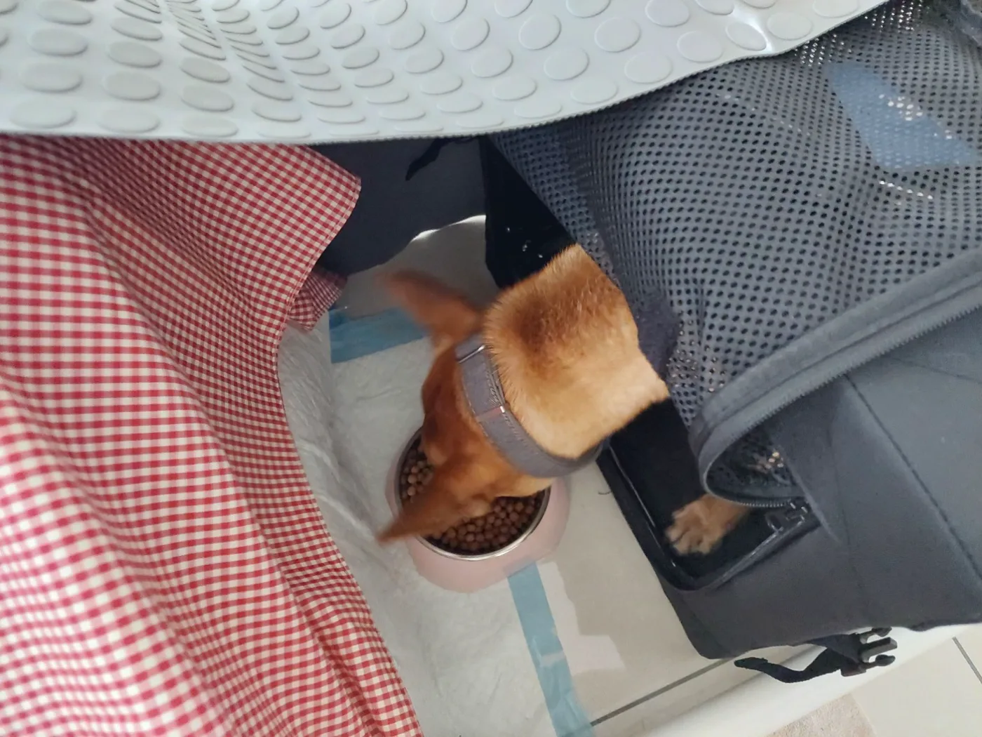 早餐俯拍:志強多數身體仍在運輸箱內,狗頭從側邊開口伸出,對箱外食碗取食。